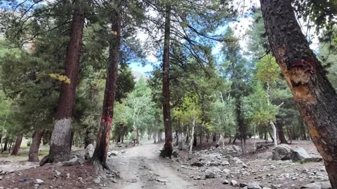 Walking Through Enchanted Forest Path,Slow Motion Serenity, Beautiful Magica Stock Footage 287201380