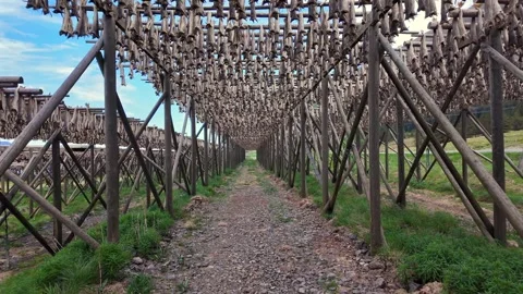 Walking through endless rows of traditional wooden racks with stockfish drying 스톡 동영상 345024017