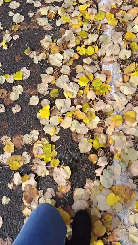 Walking Through Fallen Leaves Short Video Video stock 256764477