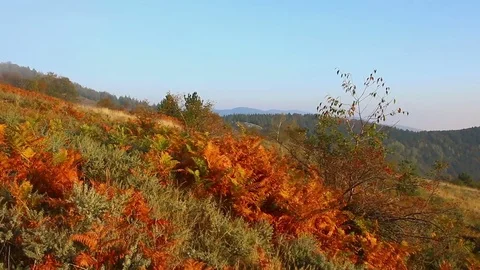 Walking through ferny mountain forest, Personal perspective of view walk POV 스톡 동영상 82609300