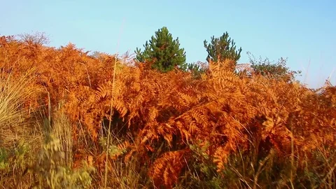 Walking through ferny mountain forest, Personal perspective of view walk POV Video stock 82609463