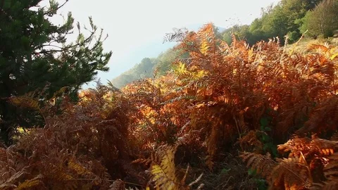 Walking through ferny mountain forest, Personal perspective of view walk POV Stock-Footage 82623100