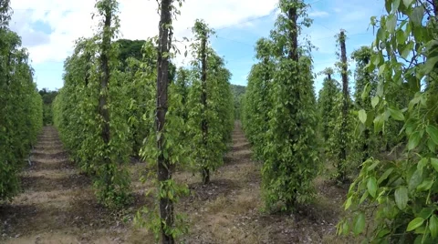 Walking through field of black pepper plants with unripe drupes 4k Stock Footage 55790211