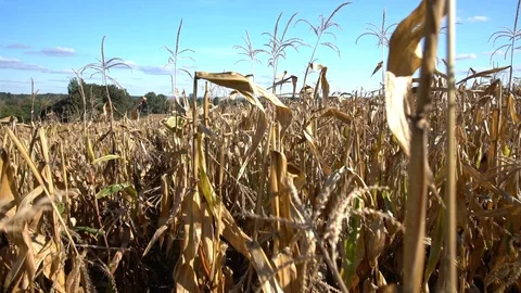 Walking through a field of dry maize plants Stock Footage 96339377