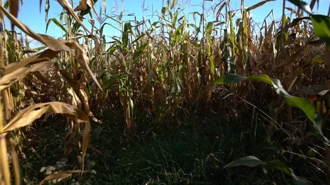 Walking through a field of mature maize plants Video stock 96339212