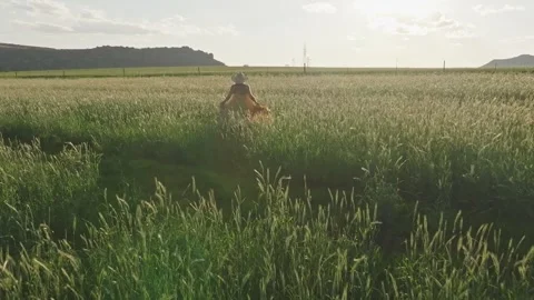 Walking through a field of rye grass in the late afternoon Stock Footage 255659034