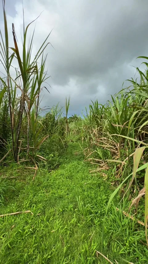 Walking through field of sugar cane Stockbeeldmateriaal 268537223