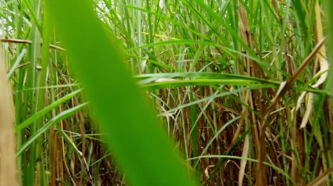 Walking through a field of Sugarcane Stock Footage 32789574
