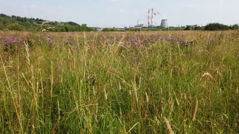 Walking through the field in summer Stock Footage 157001850