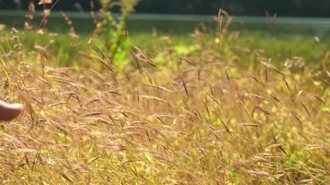 Walking Through a Field of Tall Grass Stock Footage 262499818