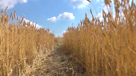 Walking through the field of wheat Stock Footage 64709605