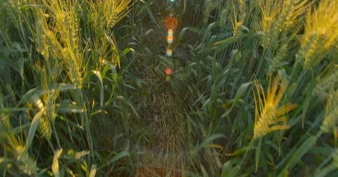 Walking through the field of wheat. Step by step walking through the field of Video stock 77524950