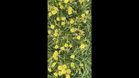 Walking Through a Field of Yellow Flowers on a Sunny Day in Spring Stock Footage 326033010