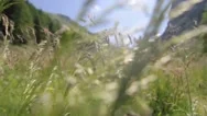 Walking Through The Fields Pov Stock Footage
