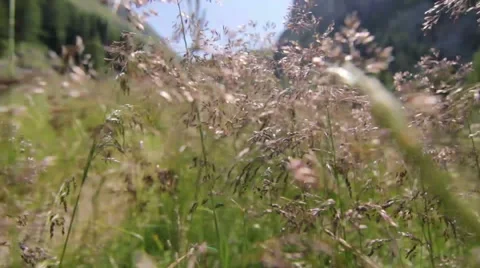 Walking through the fields POV 스톡 동영상 52513449