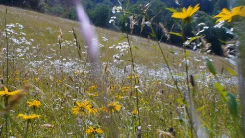 Walking through flowers in a meadow Stock Footage 99118477