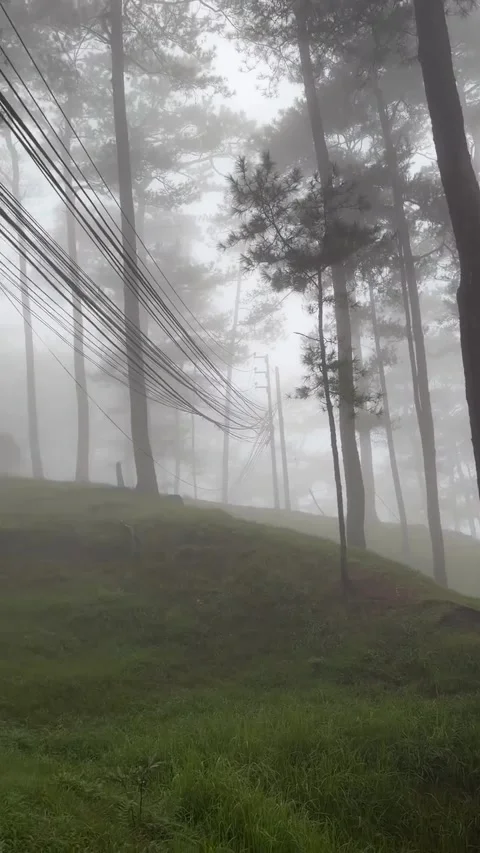 Walking Through a Foggy Pine Forest Stock Footage 340872211