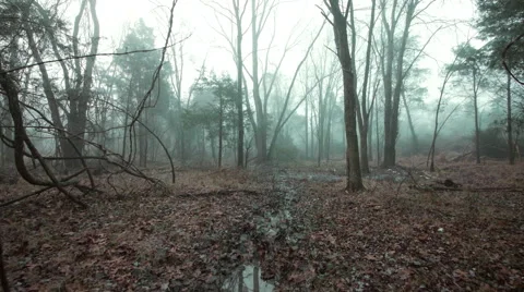 Walking through Foggy Woods Stock Footage 59143742