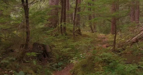 Walking through forest 2 Stock Footage 87436947