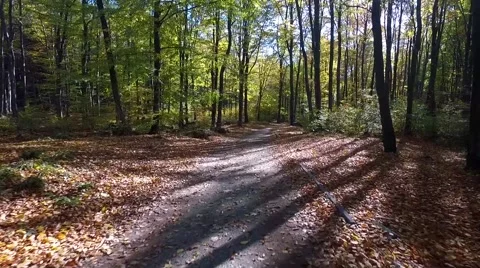 Walking through the forest, aerial view Vidéo 56377998