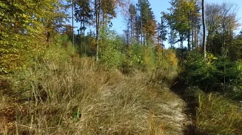 Walking through the forest, aerial view 스톡 동영상 56378164