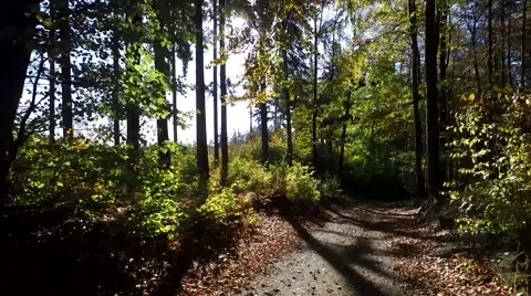 Walking through the forest, aerial view Vídeo Stock 56378228