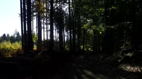 Walking through the forest, aerial view Stock-Footage 56378232