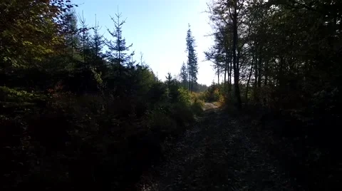 Walking through the forest, aerial view Video stock 56378267