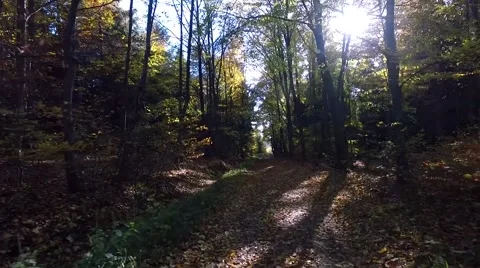 Walking through the forest, aerial view Vídeo Stock 56378410