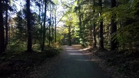 Walking through the forest, aerial view Vidéo 56378457