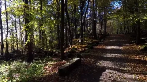 Walking through the forest, aerial view Vídeo Stock 56378522