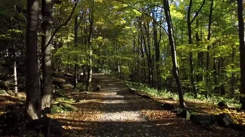 Walking through the forest, aerial view Vídeo Stock 56378528