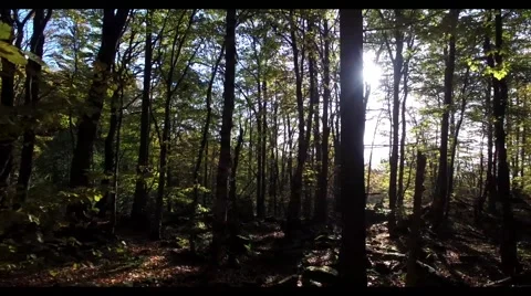 Walking through the forest, aerial view Stock-Footage 56378540