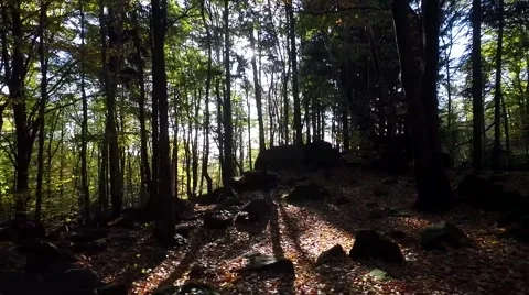 Walking through the forest, aerial view Stock Footage 56378542