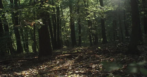 Walking through a forest and leaves during sunset Stock Footage 230602668