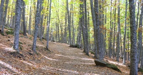 Walking through the forest in autumn Stock Footage 82382281