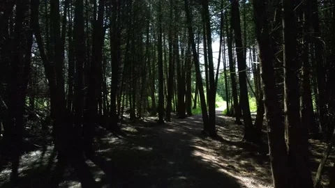WALKING THROUGH THE FOREST BEUTIFUL TRAILS ON A SUMMER DAY Stockbeeldmateriaal 133772663
