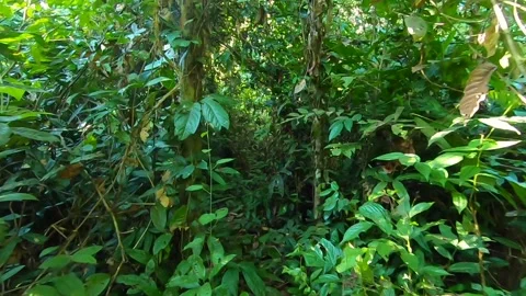 Walking through the forest in Borneo Stock Footage 148378571