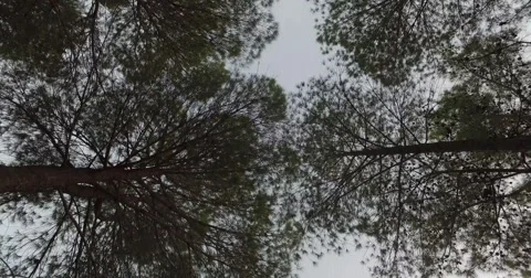 Walking through the forest, bottom up view Stockbeeldmateriaal 62319689