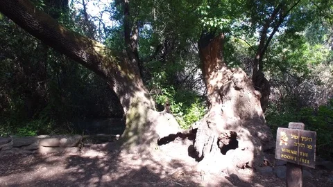 Walking through the forest of Dan Reserve. Israel. DJI-0010-01 스톡 동영상 123379051