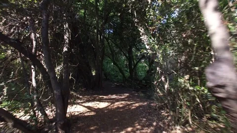 Walking through the forest of Dan Reserve. Israel. DJI-0010-02 Stock Footage 123379306