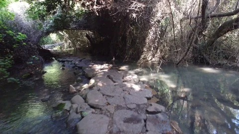 Walking through the forest of Dan Reserve. Israel. DJI-0011-01 Stock Footage 123379654