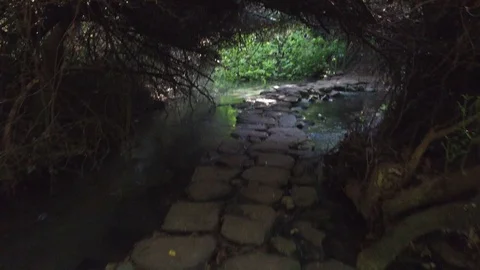 Walking through the forest of Dan Reserve. Israel. DJI-0011-02 스톡 동영상 123379771