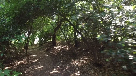 Walking through the forest of Dan Reserve. Israel. DJI-0011-04 Video stock 123380503