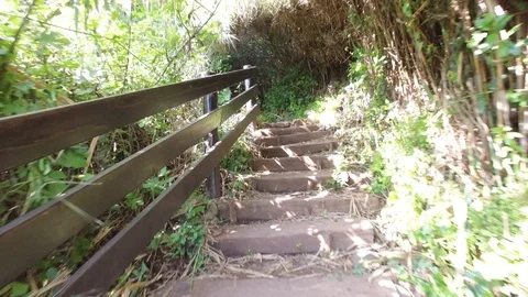 Walking through the forest of Dan Reserve. Israel. DJI-0012-03 Video stock 123381965