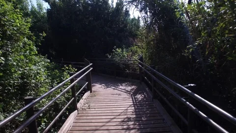 Walking through the forest of Dan Reserve. Israel. DJI-0013-04 스톡 동영상 123382213