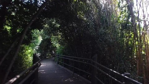 Walking through the forest of Dan Reserve. Israel. DJI-0013-05 스톡 동영상 123382456