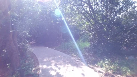 Walking through the forest of Dan Reserve. Israel. DJI-0013-06 Stock Footage 123382651