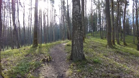 Walking Through forest day time green trees no people beautiful nature Stock Footage 241174863