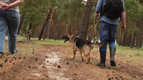 Walking through the forest with a dog, Relaxing hike with a German Shepherd Stock Footage 315221956